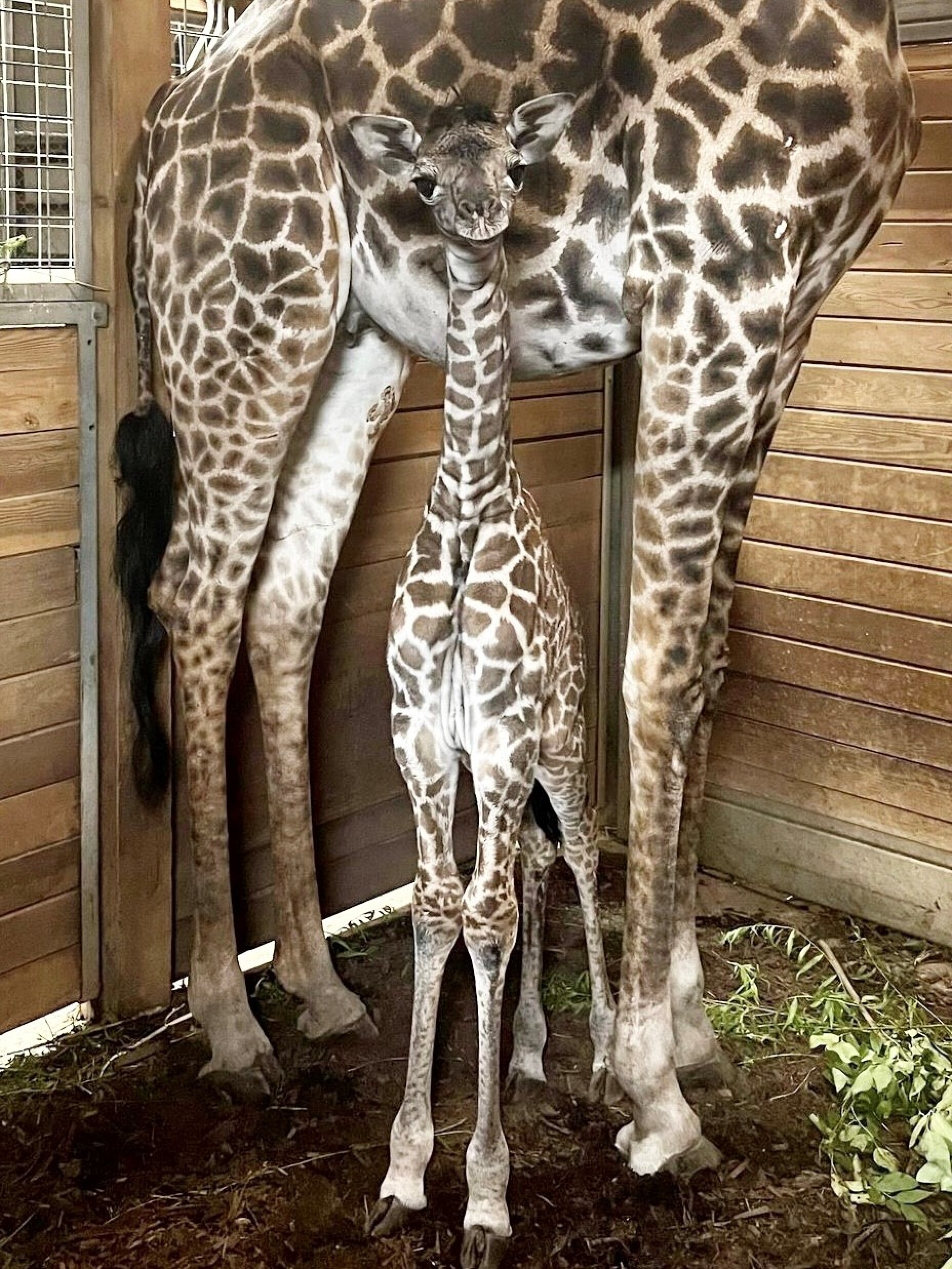 Kansas City Zoo & Aquarium