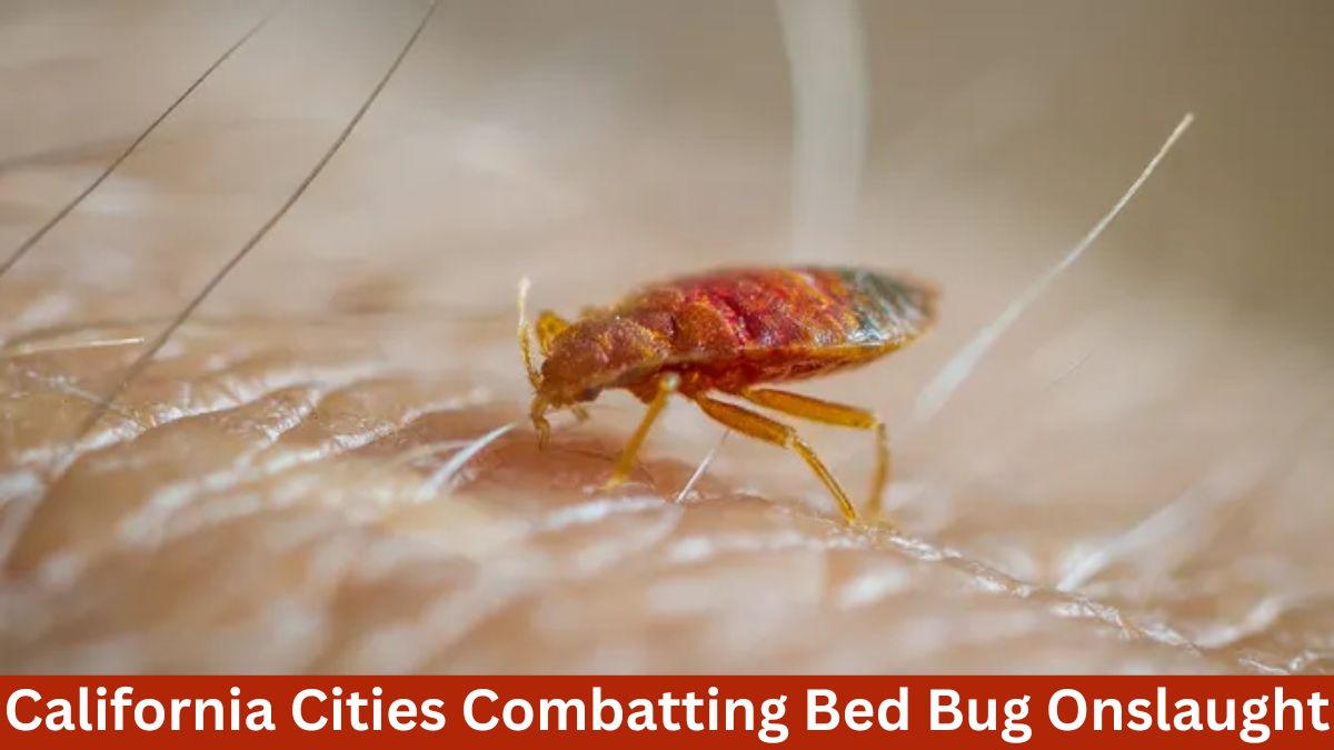 California Cities Combatting Bed Bug Onslaught