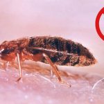 Insect Invasion: These Florida Cities Combatting Bed Bug Onslaught