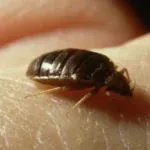 Insect Invasion: These North Carolina Cities Combatting Bed Bug Onslaught