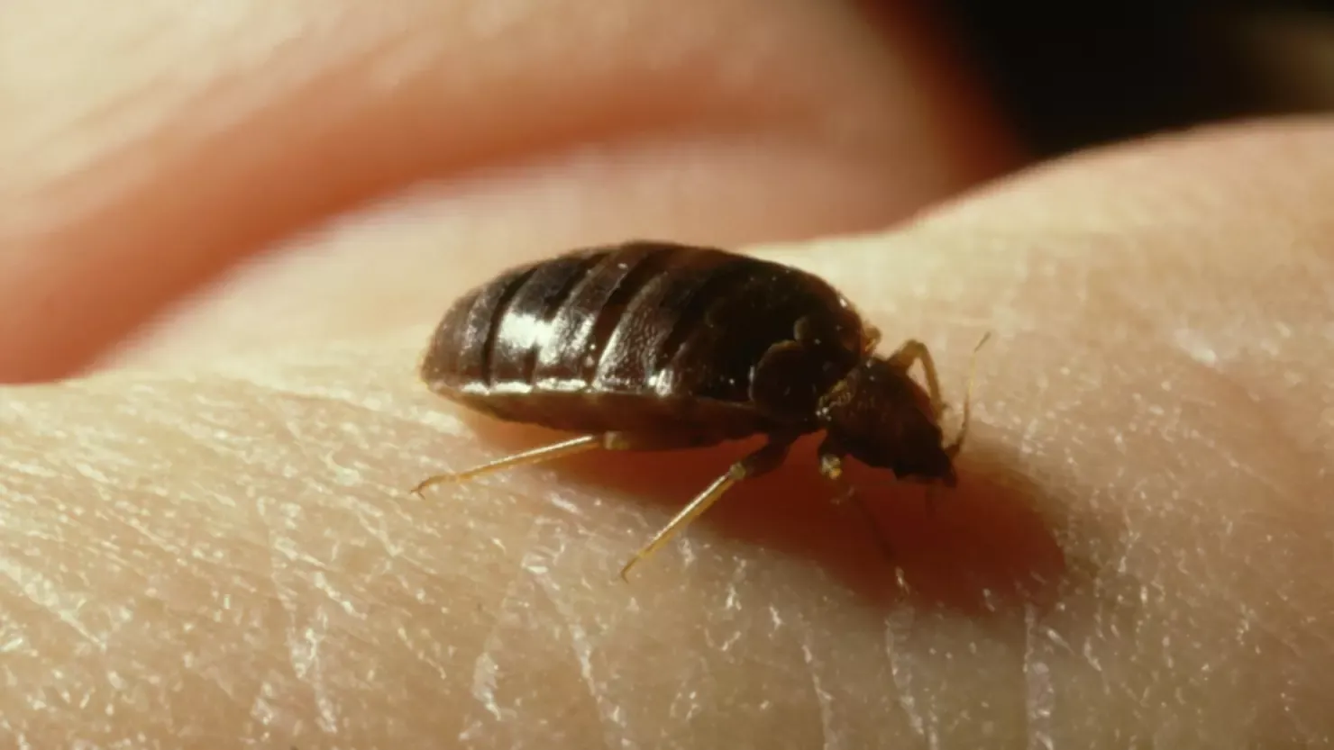 Insect Invasion: These North Carolina Cities Combatting Bed Bug Onslaught