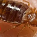 Insect Invasion: These Ohio Cities Combatting Bed Bug Onslaught