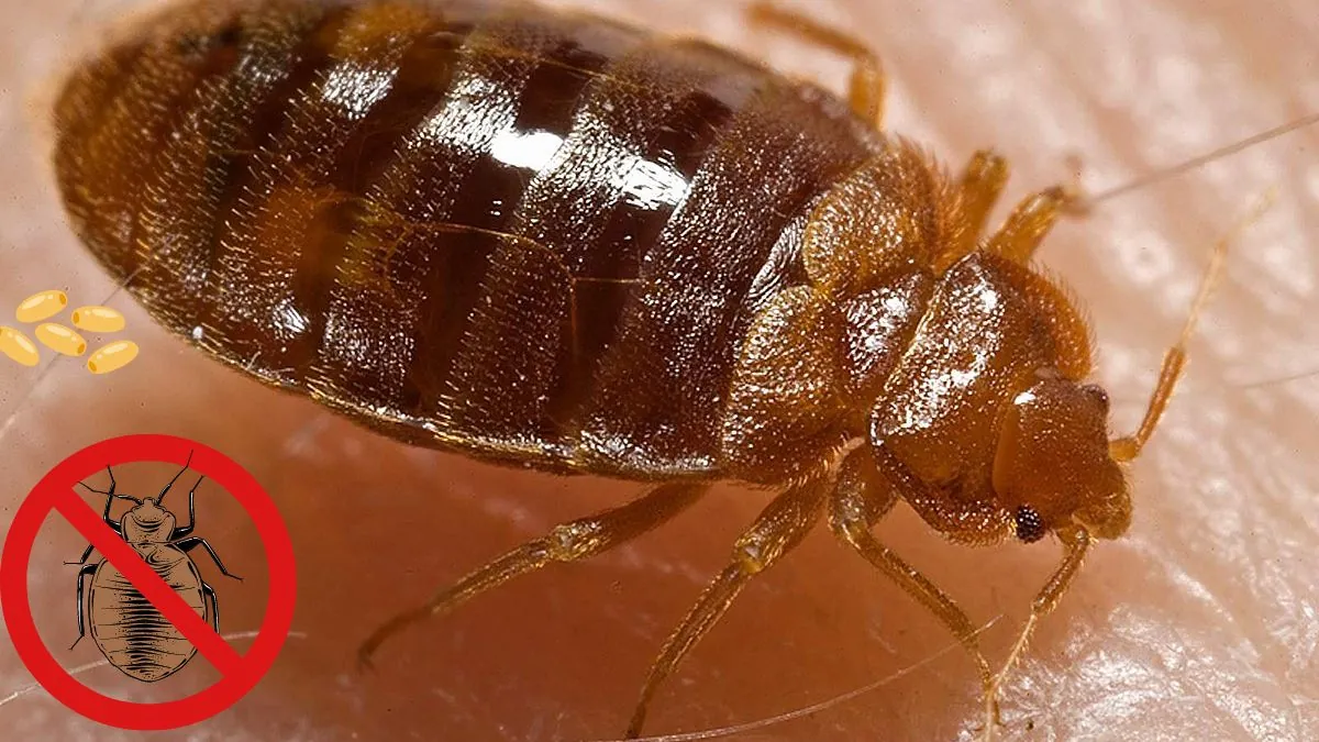 Insect Invasion: These Ohio Cities Combatting Bed Bug Onslaught