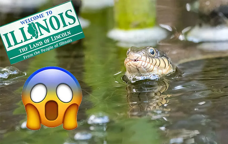 The Most Snake-Infested Lakes in Illinois in 2024