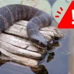 The Most Snake Infested Lakes in Pennsylvania in 2024