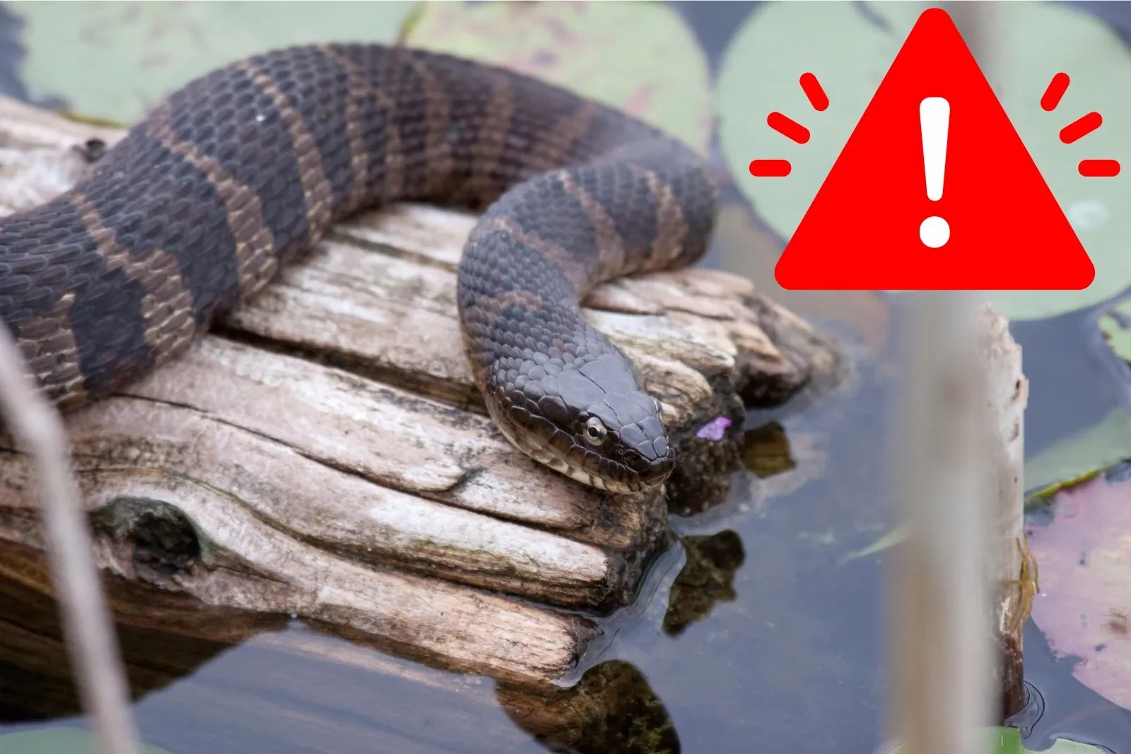 The Most Snake Infested Lakes in Pennsylvania in 2024