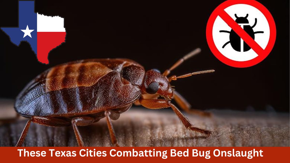 These Texas Cities Combatting Bed Bug Onslaught