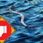 Top 5 Most Snake Infested Lakes in New Jersey in 2024