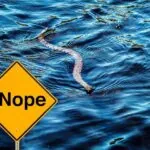 Top 5 Most Snake Infested Lakes in North Carolina in 2024