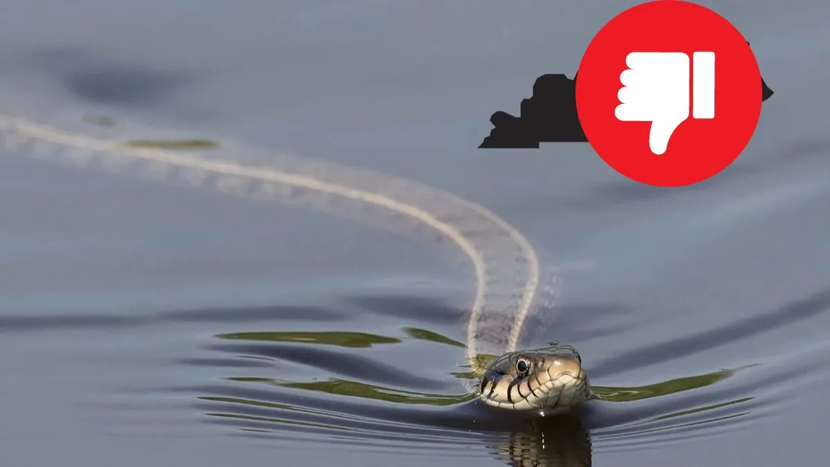 Top 5 Most Snake Infested Lakes in Virginia in 2024