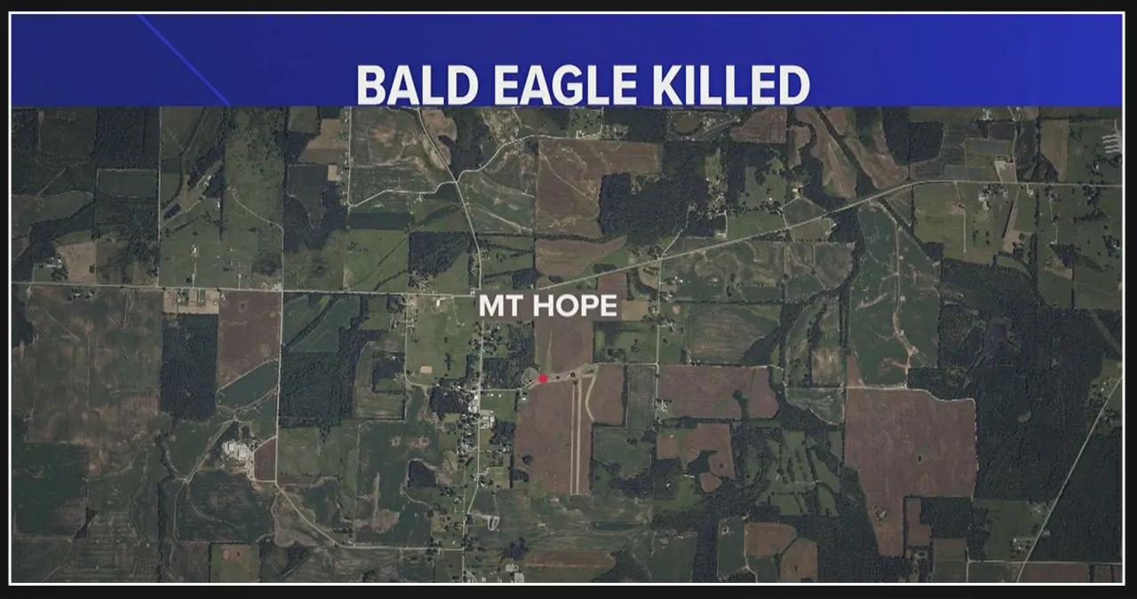 Reward offered by U.S. wildlife agency for information on bald eagle shooting in Lawrence County, Alabama